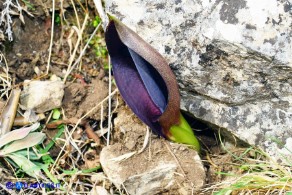 Arum pictum (Gigaro sardo-corso)