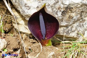 Arum pictum (Gigaro sardo-corso)