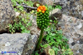 Arum pictum (Gigaro sardo-corso)