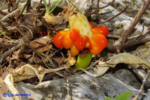 Arum pictum (Gigaro sardo-corso)