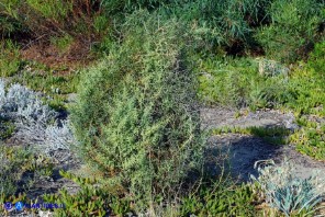 Asparagus horridus (Asparago spinoso)