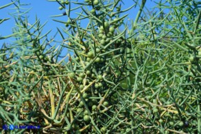 Asparagus horridus (Asparago spinoso)