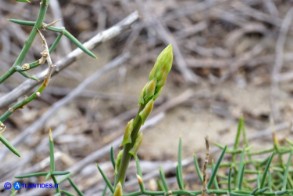 Asparagus horridus (Asparago spinoso): un raro turione