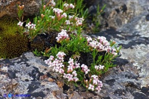 Asperula pumila (Stellina di Sardegna)