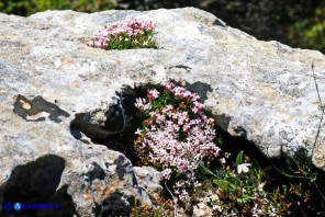 Asperula pumila (Stellina di Sardegna)