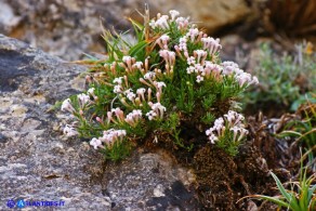 Asperula pumila (Stellina di Sardegna)