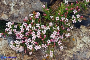 Asperula pumila (Stellina di Sardegna)