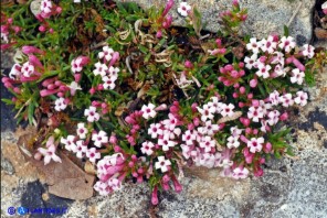 Asperula pumila (Stellina di Sardegna)