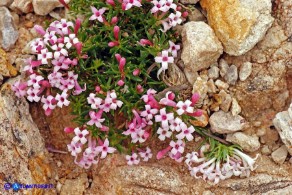 Asperula pumila (Stellina di Sardegna)