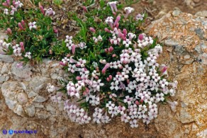 Asperula pumila (Stellina di Sardegna)