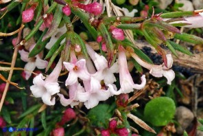 Asperula pumila (Stellina di Sardegna)