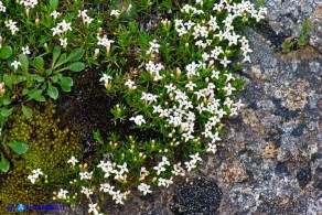 Asperula pumila (Stellina di Sardegna)