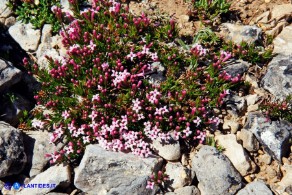 Asperula pumila (Stellina di Sardegna)