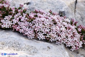 Asperula pumila (Stellina di Sardegna)