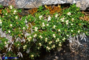 Asperula pumila (Stellina di Sardegna): i frutti