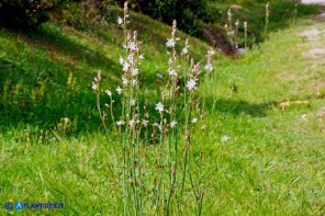 Asphodelus fistulosus (Asfodelo fistoloso)