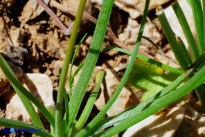 Asphodelus fistulosus (Asfodelo fistoloso)