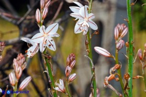 Asphodelus fistulosus (Asfodelo fistoloso)