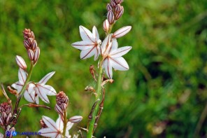 Asphodelus fistulosus (Asfodelo fistoloso)