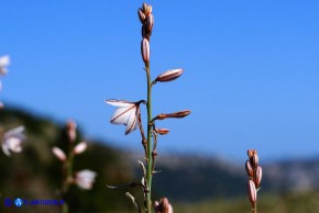 Asphodelus fistulosus (Asfodelo fistoloso)