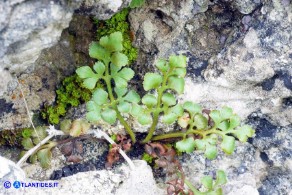 Asplenium ruta-muraria subsp. ruta-muraria (Asplenio ruta muraria)