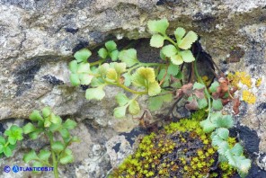 Asplenium ruta-muraria subsp. ruta-muraria (Asplenio ruta muraria)