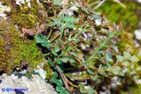 Asplenium ruta-muraria subsp. ruta-muraria (Asplenio ruta muraria)