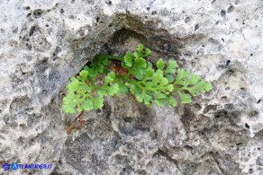 Asplenium ruta-muraria subsp. ruta-muraria (Asplenio ruta muraria)