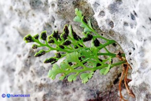 Asplenium ruta-muraria subsp. ruta-muraria (Asplenio ruta muraria)