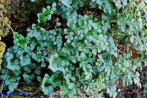 Asplenium ruta-muraria subsp. ruta-muraria (Asplenio ruta muraria)