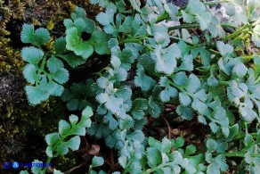 Asplenium ruta-muraria subsp. ruta-muraria (Asplenio ruta muraria)