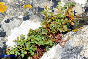 Asplenium ruta-muraria subsp. ruta-muraria (Asplenio ruta muraria)