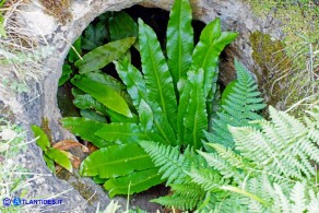 Asplenium scolopendrium subsp. scolopendrium (Lingua cervina)