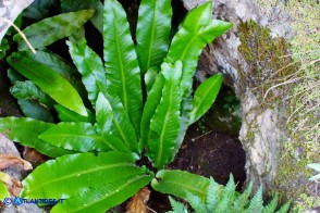 Asplenium scolopendrium subsp. scolopendrium (Lingua cervina)