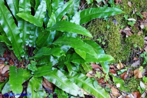 Asplenium scolopendrium subsp. scolopendrium (Lingua cervina)