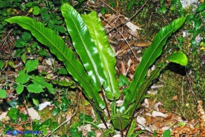 Asplenium scolopendrium subsp. scolopendrium (Lingua cervina)