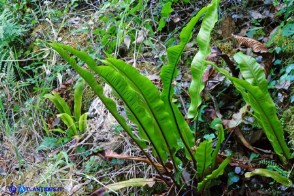 Asplenium scolopendrium subsp. scolopendrium (Lingua cervina)
