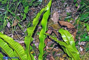 Asplenium scolopendrium subsp. scolopendrium (Lingua cervina)