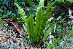 Asplenium scolopendrium subsp. scolopendrium (Lingua cervina)