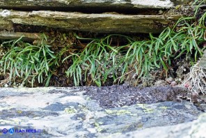 Asplenium septentrionale subsp. septentrionale (Asplenio settentrionale)