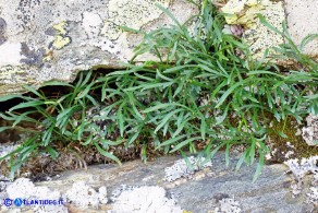 Asplenium septentrionale subsp. septentrionale (Asplenio settentrionale)