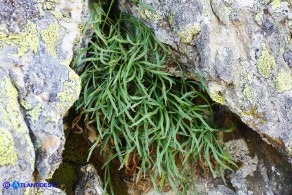 Asplenium septentrionale subsp. septentrionale (Asplenio settentrionale)