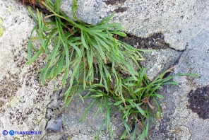 Asplenium septentrionale subsp. septentrionale (Asplenio settentrionale)