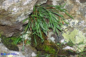 Asplenium septentrionale subsp. septentrionale (Asplenio settentrionale)