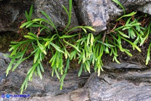 Asplenium septentrionale subsp. septentrionale (Asplenio settentrionale)