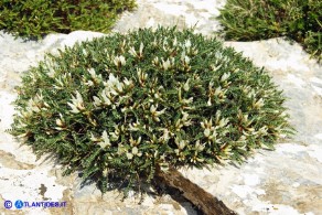 Astragalus genargenteus (Astragalo del Gennargentu)