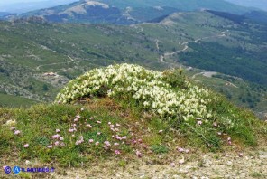 Astragalus genargenteus (Astragalo del Gennargentu)