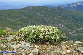 Astragalus genargenteus (Astragalo del Gennargentu)