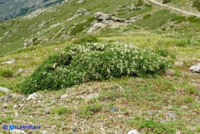 Astragalus genargenteus (Astragalo del Gennargentu)