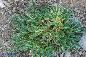 Astragalus genargenteus (Astragalo del Gennargentu)